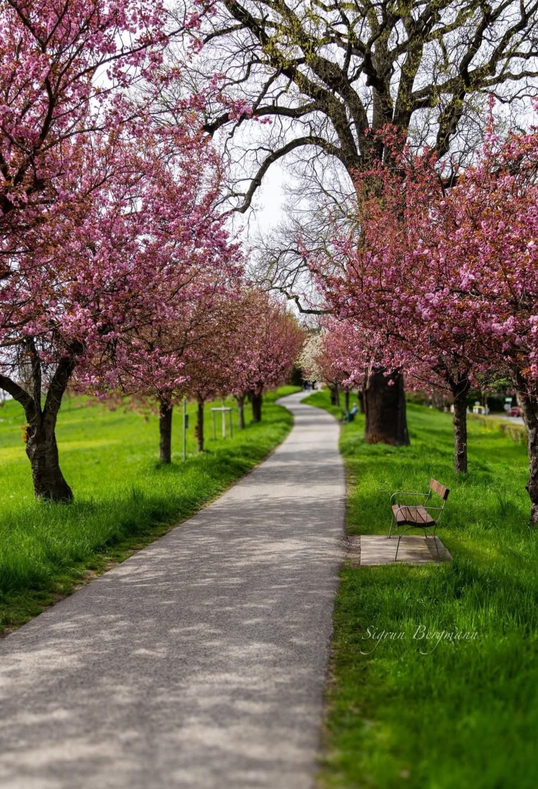 Spring_Vienna